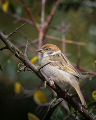 Tree Sparrows, Perched and on feeders, Hauxley Nature Reserve, August 2025