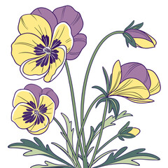 buttercup persian purple ranunculus vector
