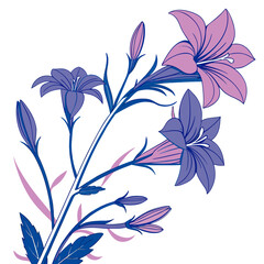 Fototapeta premium browallia speciosa vector