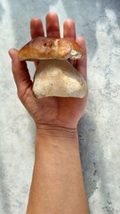 A girl is holding a white edible mushroom in her hand on a hay background with rays of light

