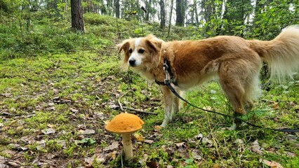 Forest edible mushrooms growing in the forest and a golden dog on a walk in autumn with grass
