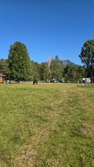 Llamas grazing with a stunning mountain backdrop in Chile, capturing the beauty of Andean wildlife and natural landscapes.