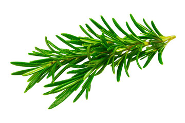 Rosemary twig isolated on a transparent background background. Fresh rosemary leaf branch. Herbal spices, hair care, healthy food, cooking design elements. cut out, PNG, top view / flat lay