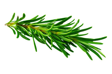 Fototapeta premium Rosemary twig isolated on a transparent background background. Fresh rosemary leaf branch. Herbal spices, hair care, healthy food, cooking design elements. cut out, PNG, top view / flat lay