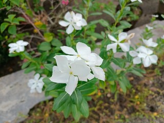 Vinca flower, also known as Tapak Dara, is a popular ornamental plant because of its beautiful flowers and can bloom all year round in tropical areas.