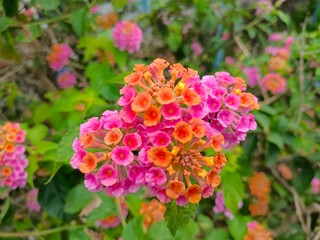 Lantana camara is an ornamental plant because of the beauty of its flowers and is also used as a hedge plant or traditional medicinal plant in some areas.