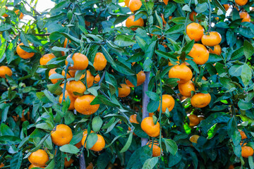 Delicious mandarin oranges from mandarin orange orchard.