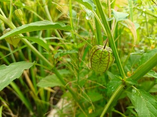 Cape gooseberry (Physalis angulata), also known as cecendet or ceplukan in various regions in Indonesia. This fruit has a characteristic in the form of a thin layer of petals that wraps