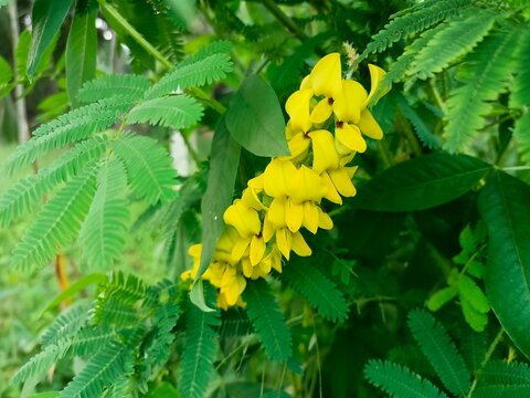 Crotalaria pallida is a species of flowering plant in the legume family Fabaceae, commonly known as smooth rattlebox or smooth crotalaria.