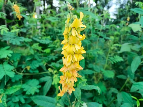 Crotalaria pallida is a species of flowering plant in the legume family Fabaceae, commonly known as smooth rattlebox or smooth crotalaria.