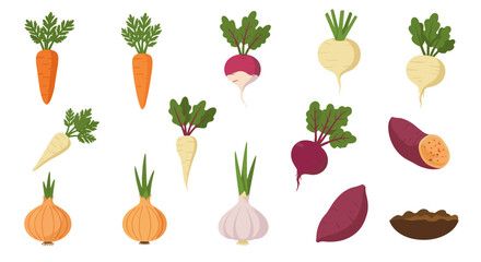 Colorful root vegetables collection featuring flat style illustrations on white background