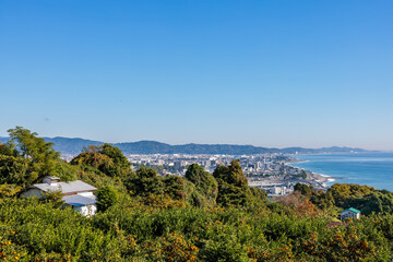 Fototapeta premium Odawara city seen from the mandarin orange field.