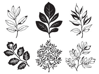 Eucalyptus Leaf Natural Green Plant Illustration