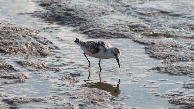 Juvenile Sanderling foraging in shallow tide pool