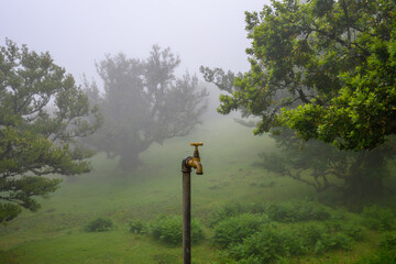 An old faucet stands in front of trees in the fog