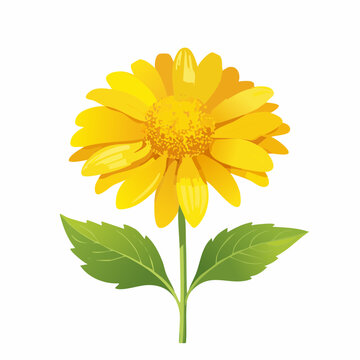 Blume