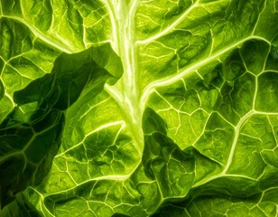 Fototapeta premium Lettuce Photography – Fresh Organic Salad Green