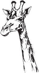 Naklejka premium Giraffe illustration. Hand drawn vector illustration