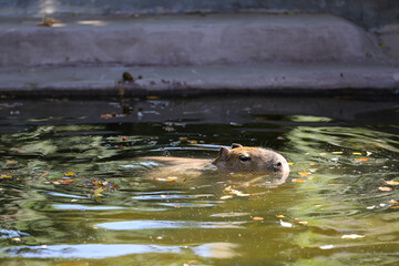 Naklejka premium A capybara swims in the water at the zoo in autumn