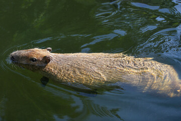 A capybara swims in the water at the zoo in autumn