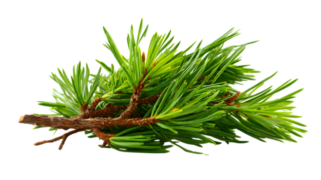 A small cluster of fallen pine needles, fresh and green, isolated on Transparent background,