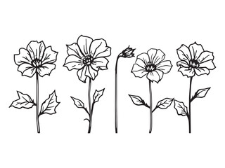 Nasturtium Summer Flower Adding Natural Charm