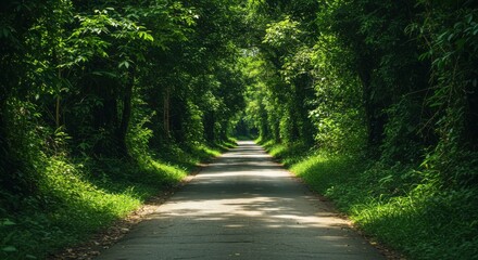 Fototapeta premium Sun-dappled road through lush green canopy, creating a tunnel effect