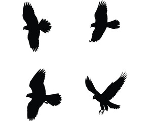 Four distinct black silhouette illustrations of eagles in flight showcasing varied wing positions and body angles against a white background