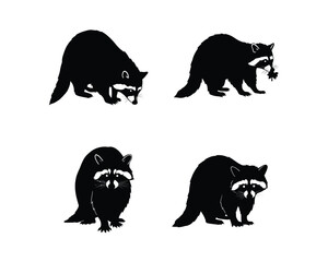 Four silhouette illustrations of raccoons in various poses showing their distinctive masked faces and bushy tails