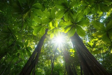 Sunlight filtering through lush green forest canopy