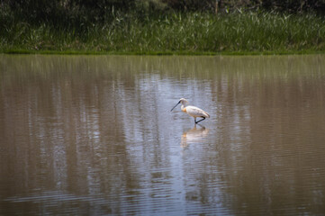Spoonbill Bird in the Water