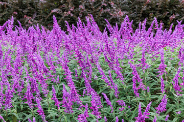 Obraz premium Salvia leucantha flowers in the garden blooming in autumn.