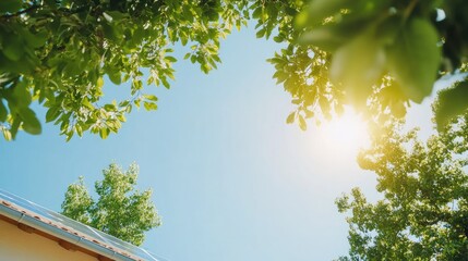 Sunny sky through lush greenery