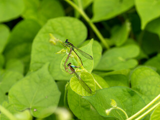 Fototapeta premium 交尾をする繁殖期のアオモンイトトンボ