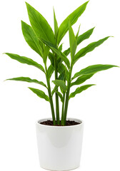 Tropical Green Plant in White Pot on White Background
/ Tanaman Tropis Hijau dalam Pot Putih dengan Latar Belakang Putih