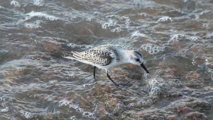 Juvenile Sanderling foraging in shallow surf