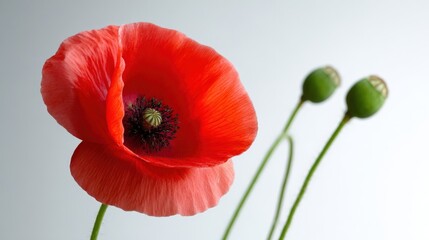 Obraz premium Vibrant Red Poppy Blossom with Green Seed Pods, Symbolizing Remembrance and Peaceful Reflection