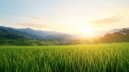 Sunrise over lush rice terraces