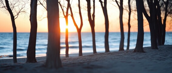 Sunrise over trees at the beach