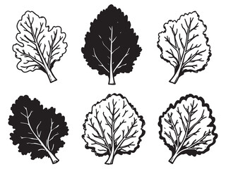 Kale Leaf Nutritious Superfood Daily Use