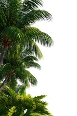 Obraz premium Tropical palm trees against white background