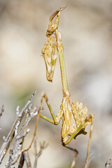 Gros plan de mante religieuse