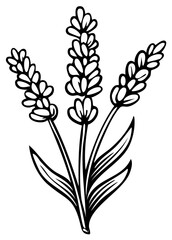 Fototapeta premium Elegant lavender flower illustration showcasing fragrant blossoms and slender leaves in a minimalist monochrome line art style