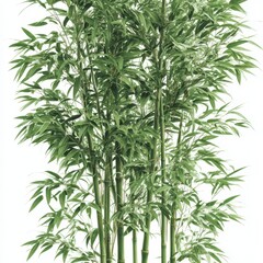 Fototapeta premium Lush bamboo plant in a pot