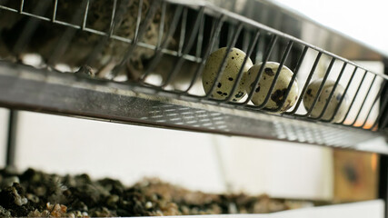 Quail eggs nestled in industrial elegance, evoking culinary potential and the vibrancy of World Egg Day celebrations