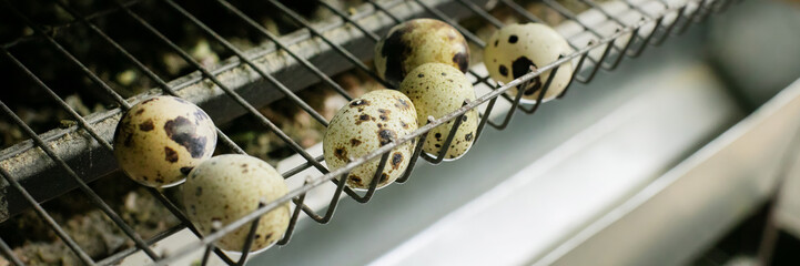 Speckled quail eggs poised on rustic wire, reminiscent of ancient fertility rites and whimsical International Egg Day celebrations