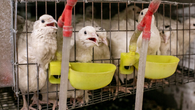 Caged quails chirp eagerly amid lemon-hued drinkers, evoking World Egg Day's culinary crossroads and Feather Fiesta celebrations