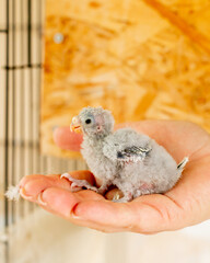 Downy feathered parakeet nestling cradled gently, symbolizing rebirth on Imbolc, nurturing hand,...