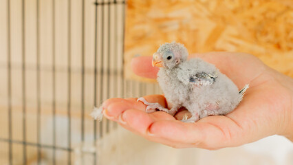 Tiny fluffball parakeet nestles in palm, ethereal whisper of springtime rebirth, enchanting Aviary...