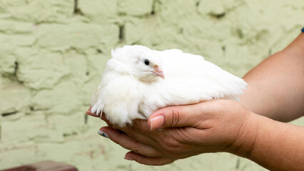 A delicate white quail nestles in caring hands, symbolizing peace at Imbolc, embodying nurturing harmony of nature